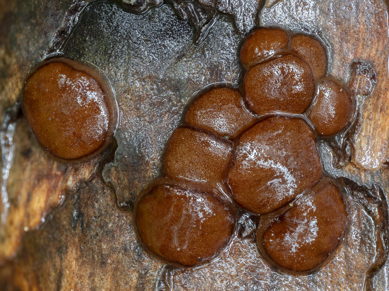 Pachyella babingtonii